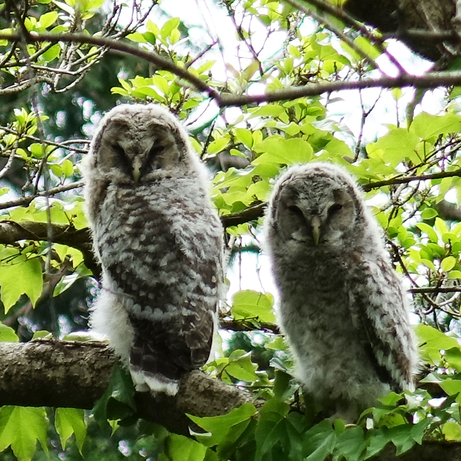 Image of owls in Sony Forest